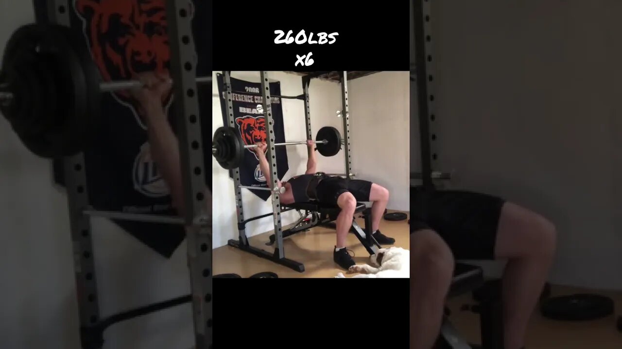 Puppy spots me on bench press #shorts