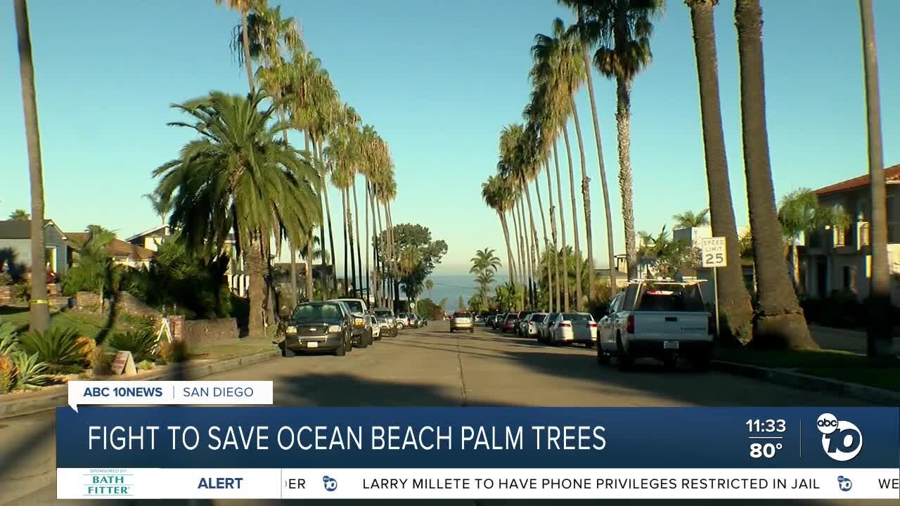 Residents seek injunction over planned tree removal in Ocean Beach