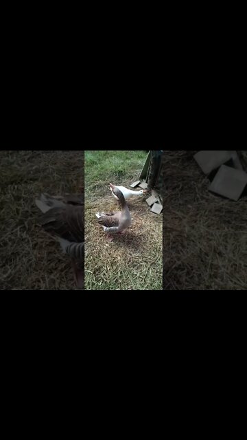 Geese protecting the ducklings again July 30th
