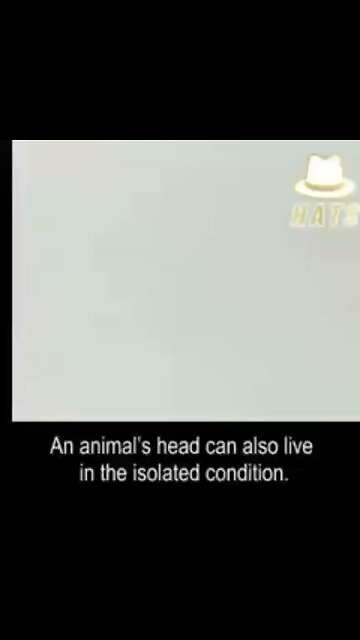 Animals Head