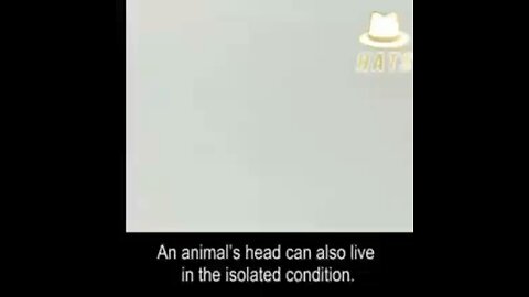 Animals Head