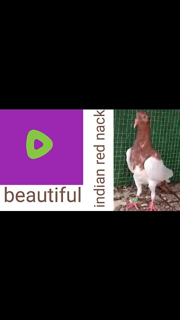Indian lakha beautiful breeder pair