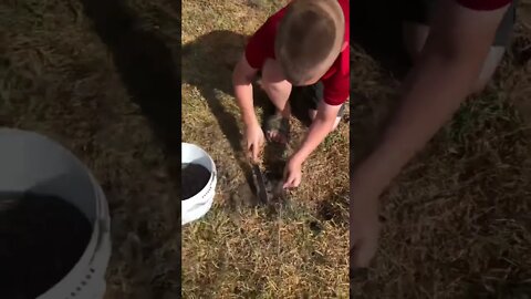 He put down his iPad and started filling holes in the back yard? 📵👀 🙌 #shorts #viral #tiktok