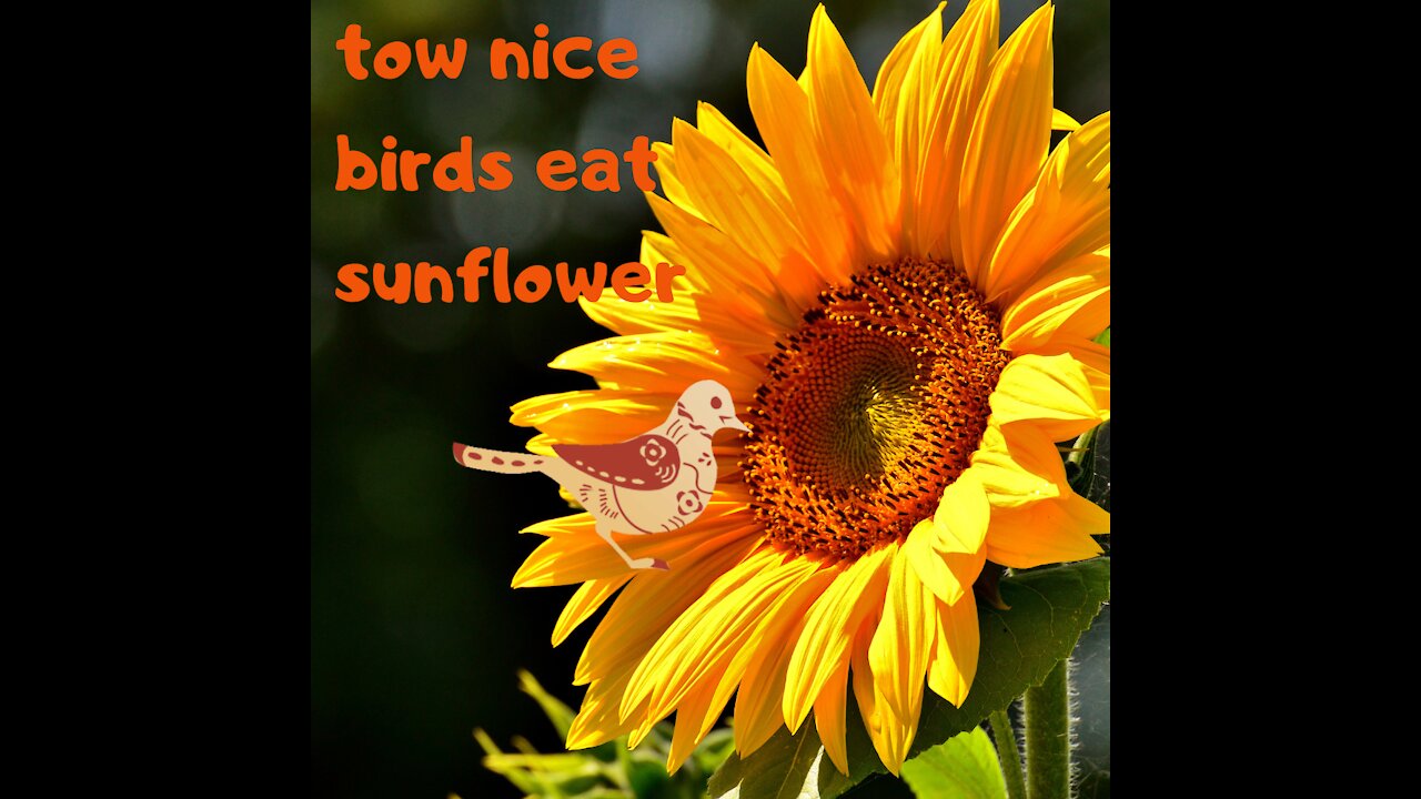 Watch these tow nice birds eat sunflower