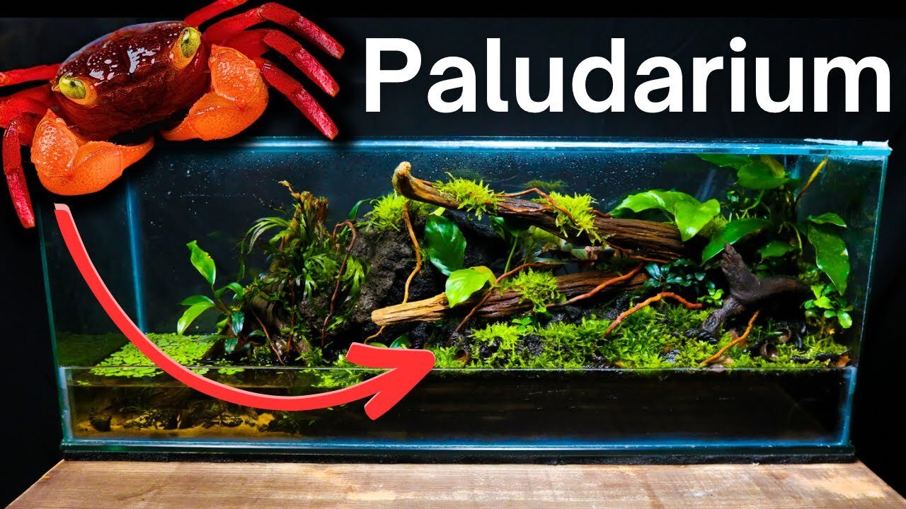 I Made a Paludarium for Vampire Crabs, Here's How!
