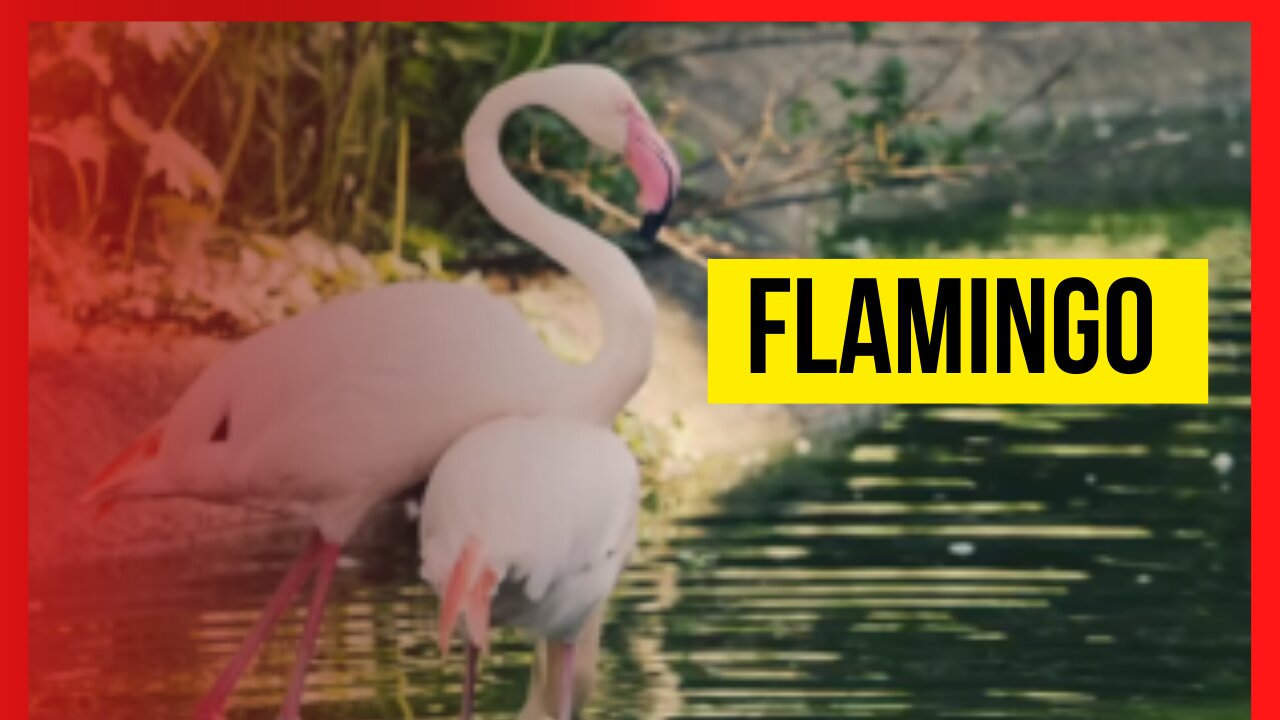 Flamingo