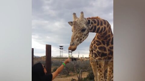 Woman feeding Giraffe licks her face after getting fed
