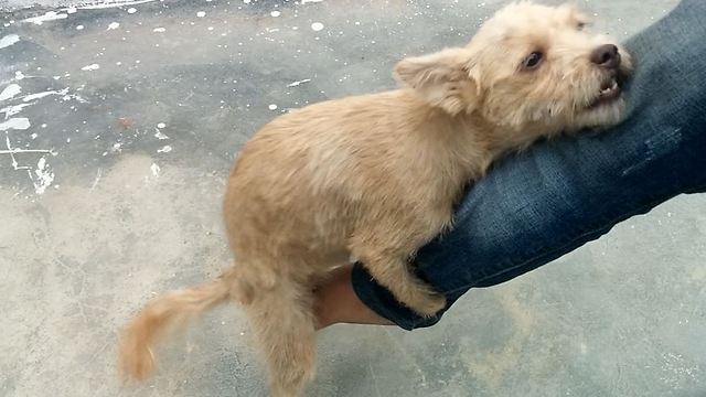 Extremely funny video: Guy playing with his dog