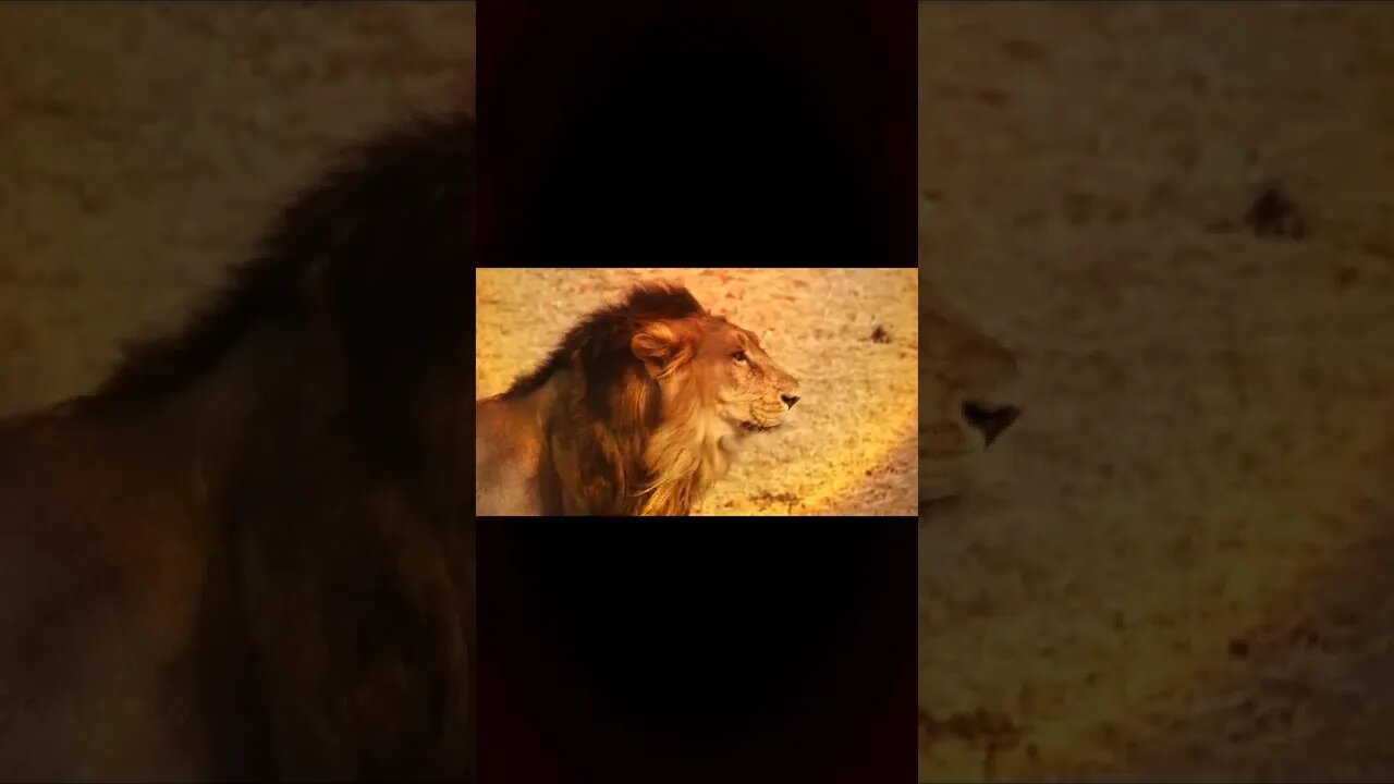 Cecil the lion,#cecil,#lion,#malelion,#animal,#animallover,#lionking,#beautifullion