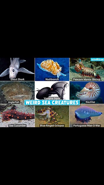 Bizzare Ocean Creatures