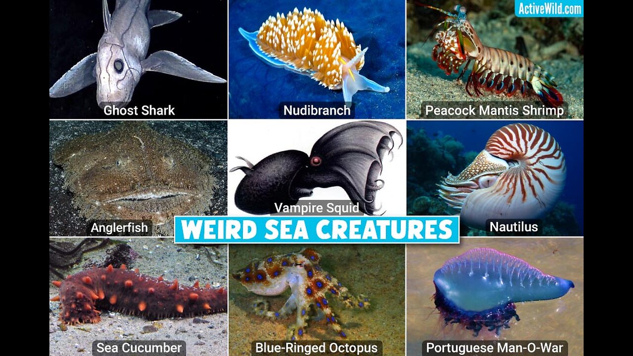 Bizzare Ocean Creatures