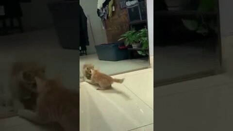 Tente não rir assistindo compilação de animais engraçados! (gatos,gato) #shorts