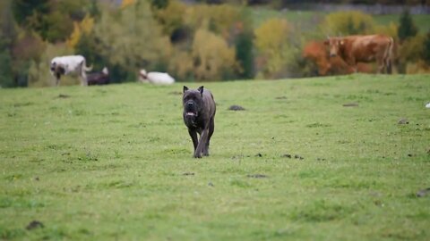 Brown bulldog walking in the green field