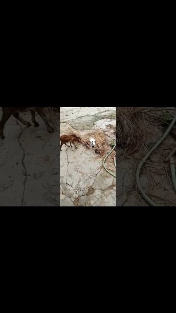 you are my best friend 🤩🥳|#shorts #cat #goat #trending #firstshortvideo #flyingbeast