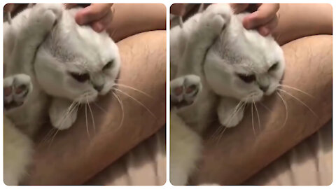 Cat acts to be betrayed