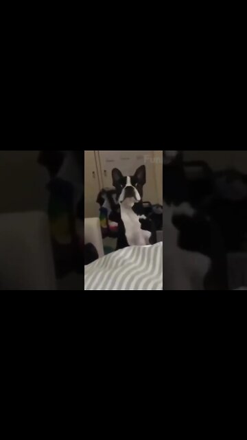 Fatos Sobre Os Animais - O Som dos Animais - Elefante, Leão, Cavalo, Cabra, Cão, Gato, Peixe #shorts