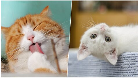 very funny cats