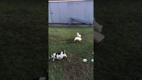 cute cat videos 😹 funny videos 😂 451 😻