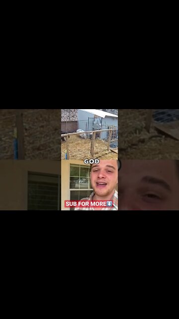 BEAR ATTACKS PIG IRL……