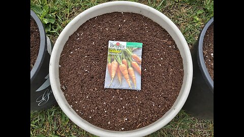 Planting Carrots In Pots 6/12/23