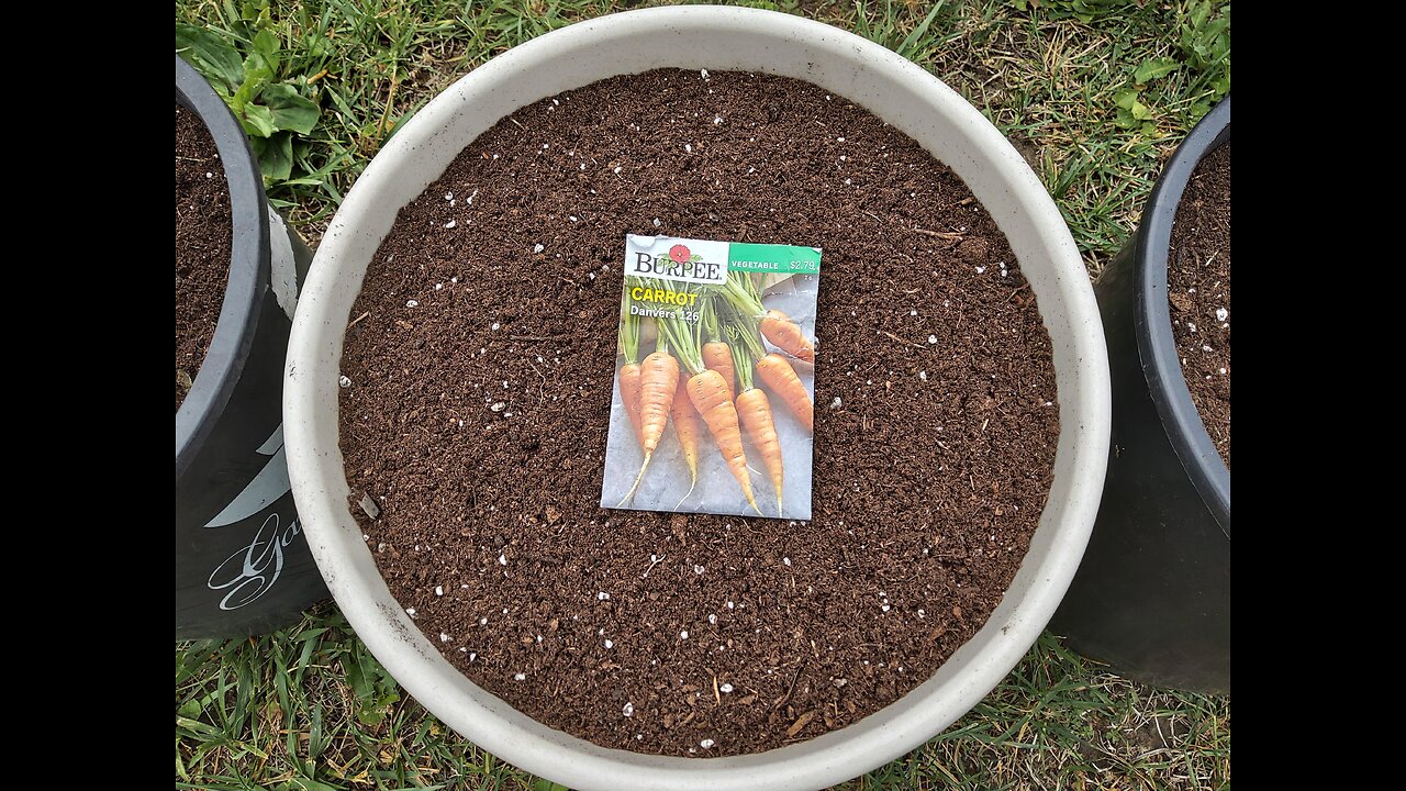 Planting Carrots In Pots 6/12/23