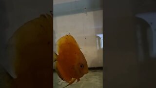 Discus mum with her fry