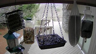 live stream bird feeder In Ashville NC