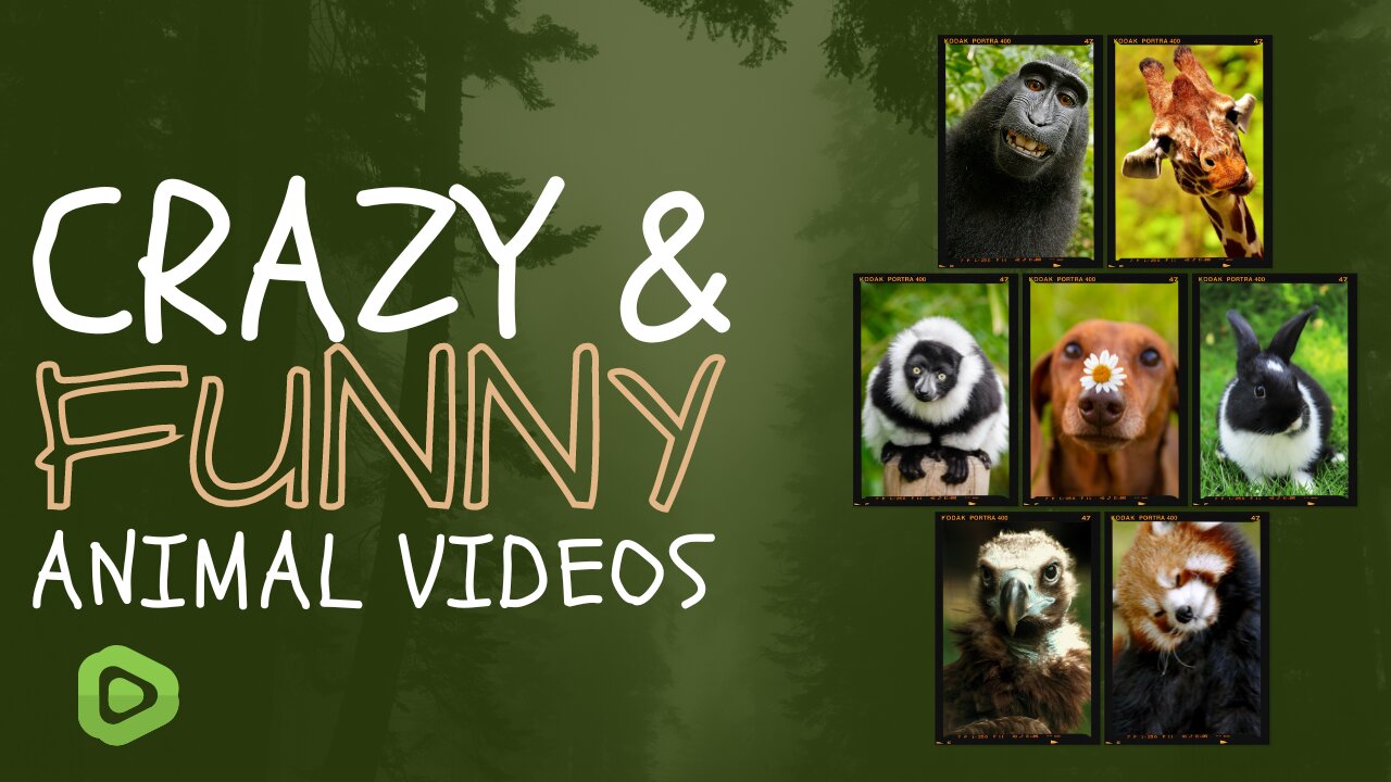 "Hilarious Animals: The Funniest Video You'll See Today"