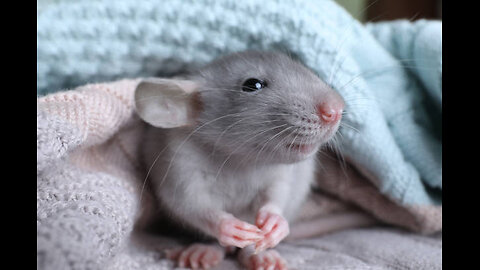 cute_animalvideos The shower rat!!!