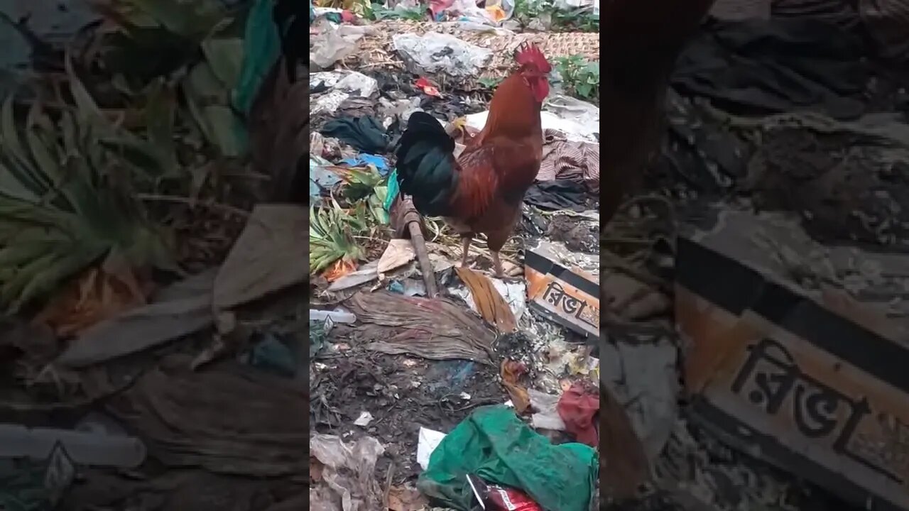 দেখুন মরগ কিবাবে ঢাকে #shorts #chiken