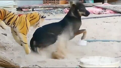 Troll Prank Dog Funny & fake Lion and Fake Tiger Prank To dog & Huge Box Prank to dog.mp4