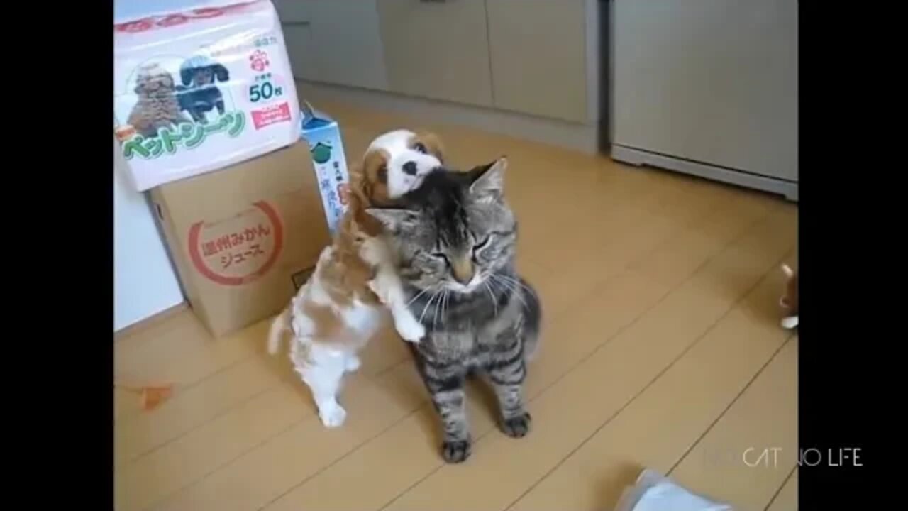 Funny Dog , Funny Cat , Naughty Dog Naughty Cat #short