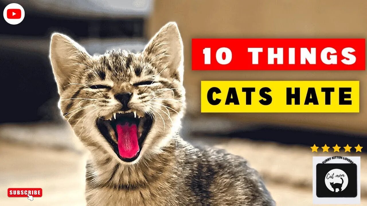 10 cose che i gatti odiano