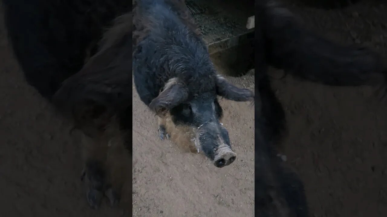 Mangalitsa Boar #homesteading #animal #pigs #wildpig #homesteader