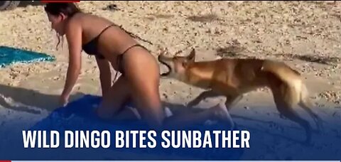 Australia: Dingo bites sunbathing tourist in Queensland