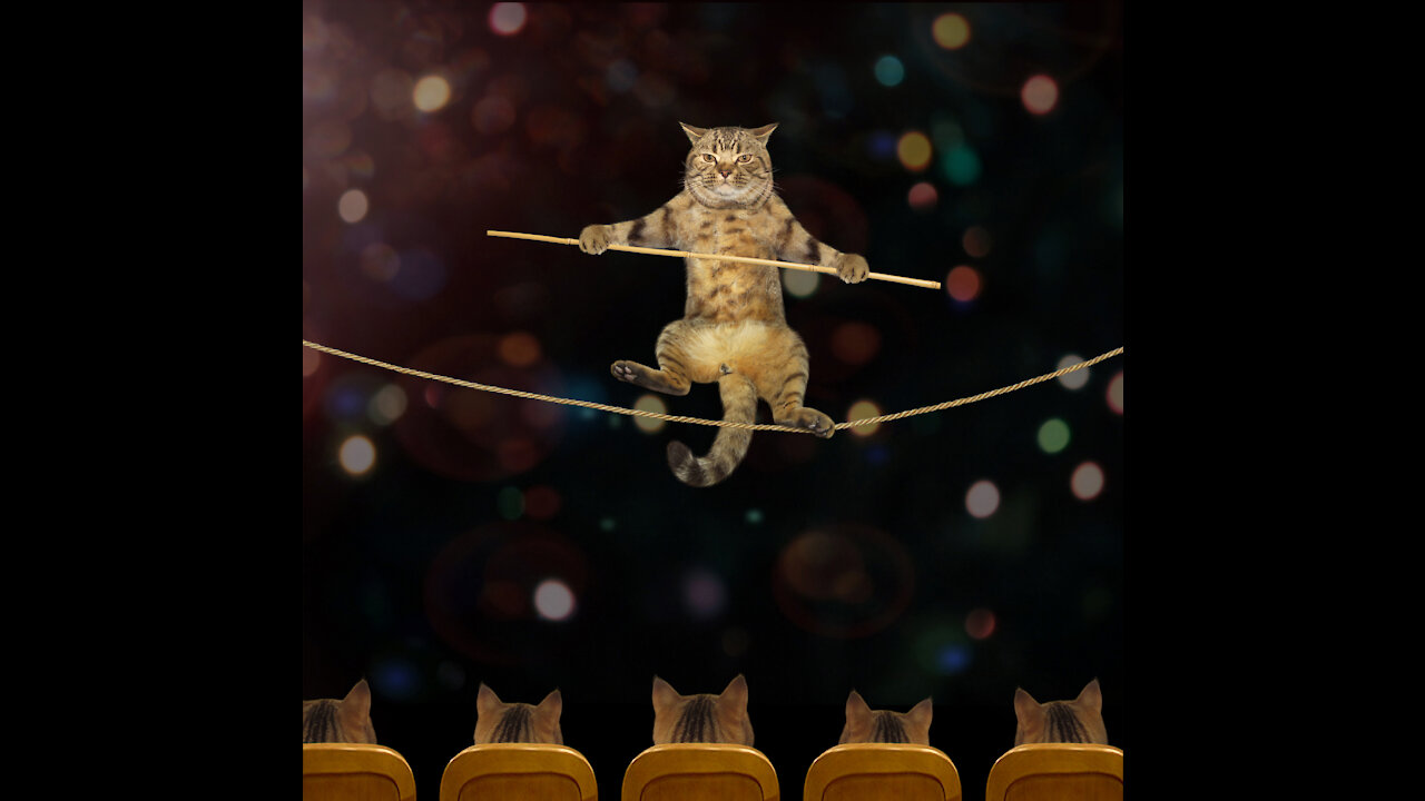 5 CAT TRICKS in 10mins - LEARN Easy & Cool Training tricks