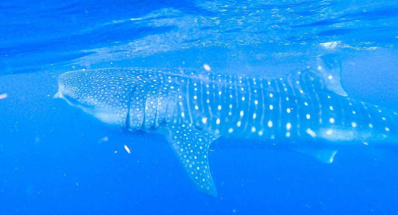 Swimming with WHALE SHARKS