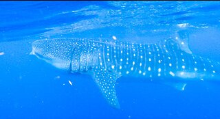 Swimming with WHALE SHARKS