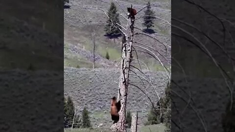 Higher Ground - Bear keeping save from wolves #shorts