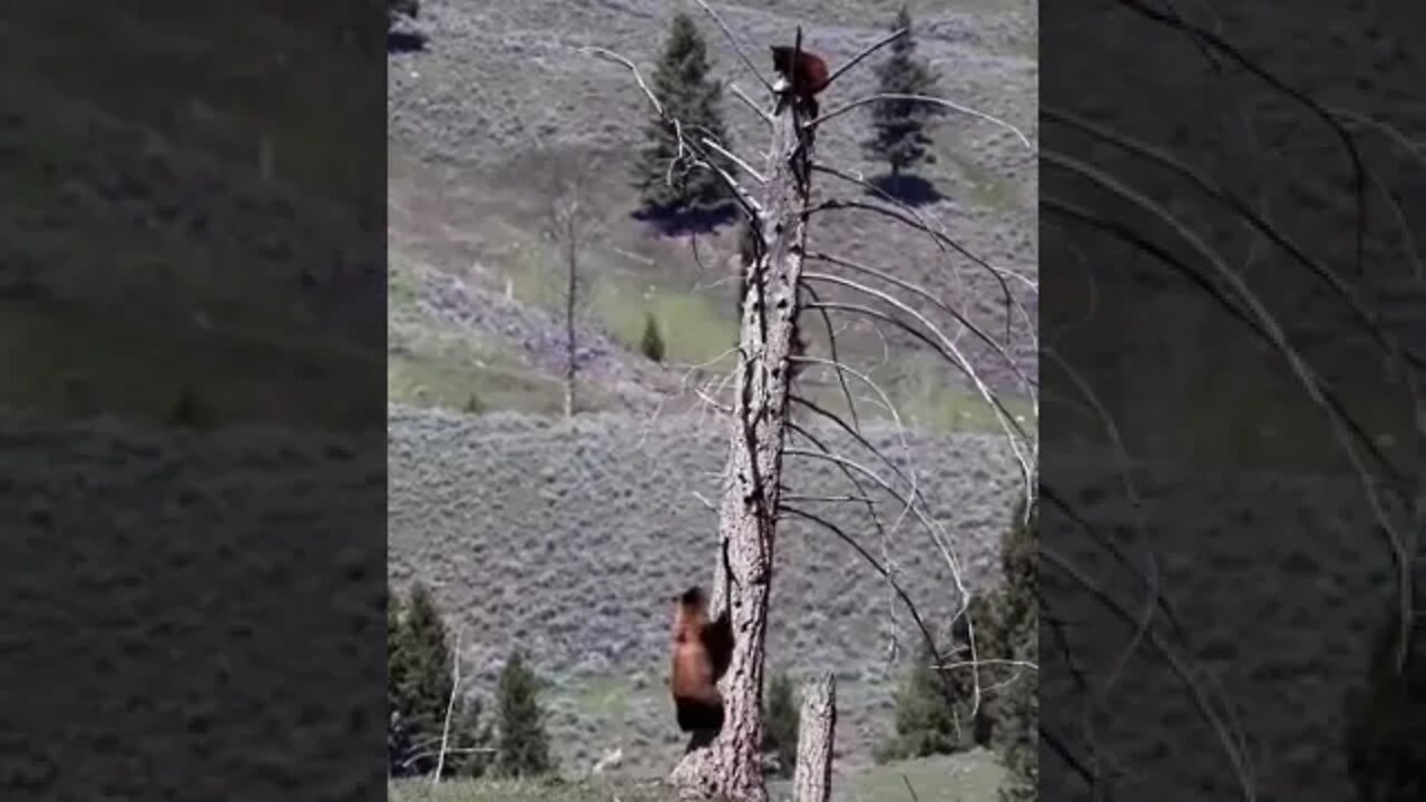 Higher Ground - Bear keeping save from wolves #shorts