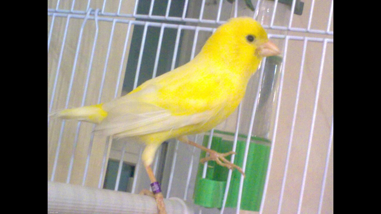 Canary bird singing