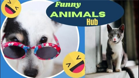 Funny animals 😄hub,funny animals club youtube, 🤣, funny animals dancing 💃😄, funny animals fighting 😄