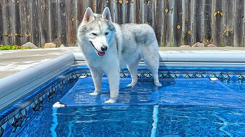 We Made a Swimming Pool Platform For the Huskies!