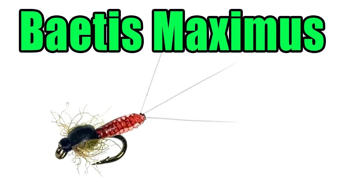 Baetis Maximus - Extended Body Mayfly Nymph Fly Tying Instructions - James Spicer Fly Pattern