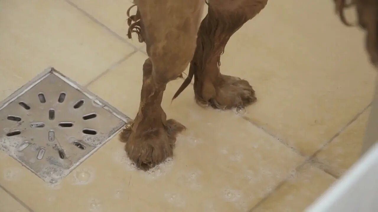 Wet paws of golden cocker spaniel