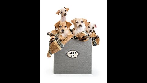 Funny dogs in box