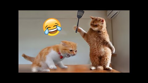 Funniest Animals 2023 Funny Cats and Dogs Funny Animal Videos 2023