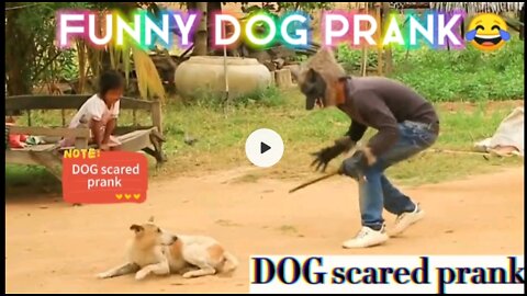 Funny dog pranks😂