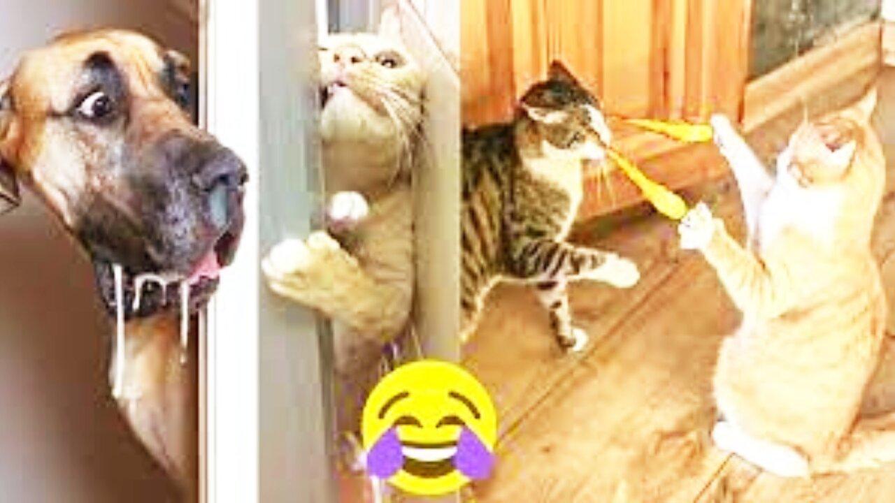 Funniest Cats And Dogs Videos 😁 - Best Funny Animal Videos 2024 #rumble