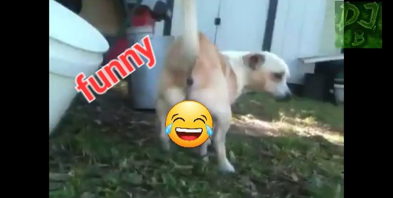 Funny clip of animals